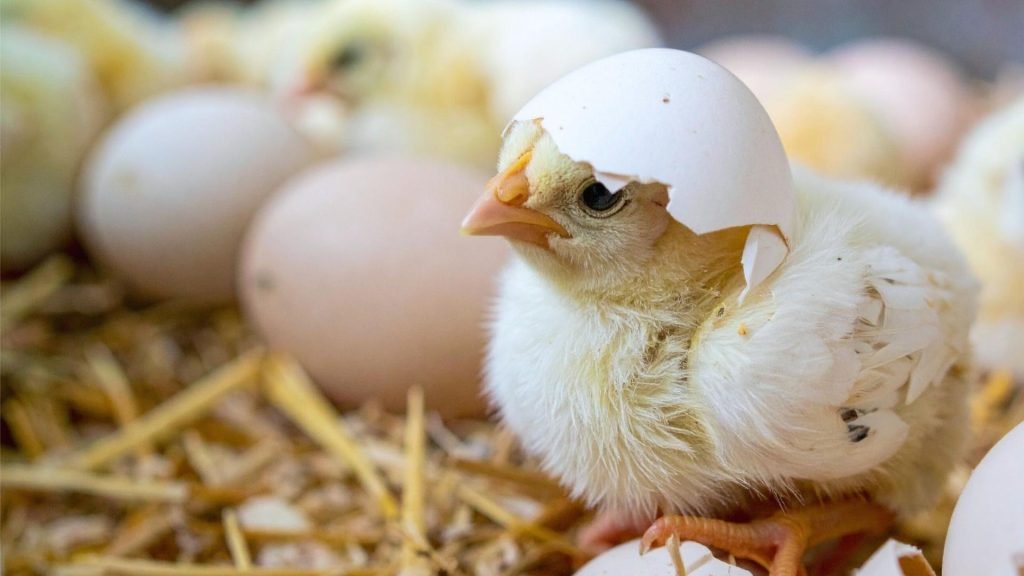 dual diagnosis should be addressed early to avoid the negative feedback loop with addiction