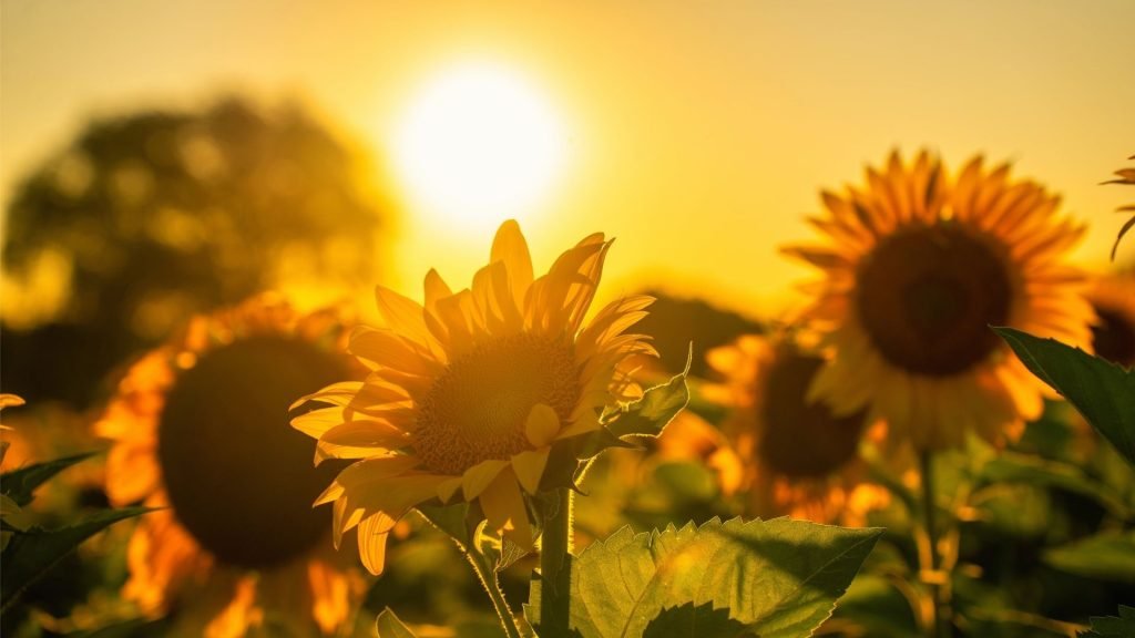 medication-assisted treatment for opiod use disorder combines therapy and medications for the best results